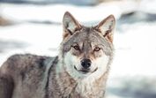 Animais como lobos e gatos pretos são associados ao Halloween por folclore e superstições