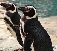 Oceanário de Lisboa renova espaço dos pinguins e baixa os preços para a Halloweek