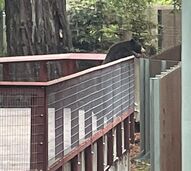 Conheça o urso "bem-educado" que invadiu o Sequoia Park Zoo, na Califórnia