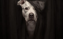 Cão em retrato dramático vence concurso de fotografia de animais de estimação 2025