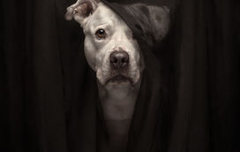 Estes animais são umas estrelas! Conheça os vencedores dos Pet Photography Awards 2025