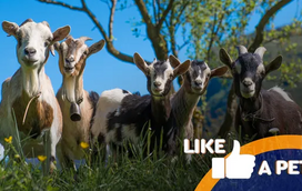 Estas cabras são autênticas estrelas da comédia. Não acredita? Veja por si mesmo!