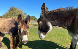 Derrick e o Bambou fazem parte dos recordes do Guiness. Conheça a história destes dois burros