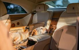 Não vai acreditar mas há um cão que inspirou o novo carro da Rolls-Royce. Conheça o Bailey, o patudo que vale mais do que ouro