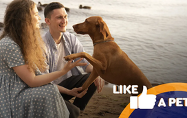 É de aquecer o coração. Emocione-se com os melhores reencontros entre animais e tutores!