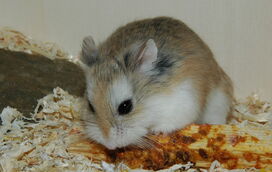 Estas são as 5 espécies de hamsters mais fofas e mais comuns para adoção
