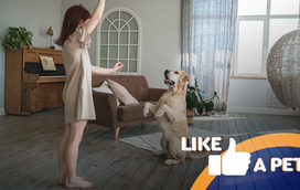 Estes pets esqueceram-se que eram animais e decidiram imitar os seus humanos