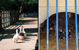 Há porcos bebés para ver na Quinta Pedagógica dos Olivais! Uma visita encantada ao mundo mágico dos animais