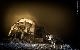 Conheça os vencedores dos prémios 'Wildlife Photographer of the Year' 2025