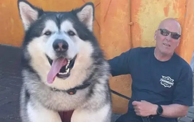 Já viu um cão com 82 quilos? Se não, prepare-se. Este é o Mal, tem 5 anos, é um malamute do Alasca
