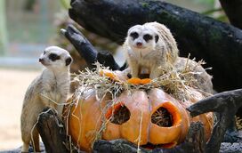 Jardim Zoológico recebe o "Halloween no Zoo 2025": saiba tudo sobre este evento especial