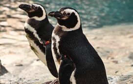 Oceanário de Lisboa baixou os preços para a Halloweek e convida-o a visitar o renovado espaço dos pinguins