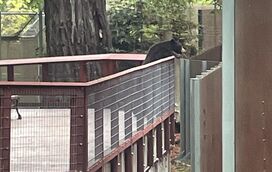 Momento de arrepiar na Califórnia. Urso invade o Sequoia Park Zoo e tem comportamento surpreendente