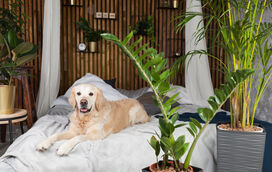 Há um novo hotel canino de luxo (e inteligente!) no Porto! Conheça a Dogga Residence