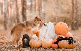 Como é que os gatos, morcegosm corvos e aranhas se tornaram símbolos do Halloween? Nós temos a explicação para esse inigma
