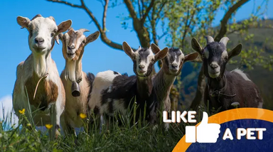 Cabras são como animais de estimação e estrelas da comédia