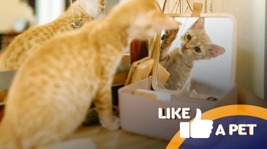 Gato curioso explora o reflexo num espelho