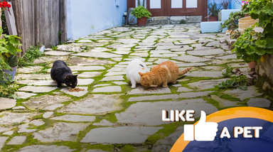 Gatos mostram espírito de caça, atiçados por lasers e sombras