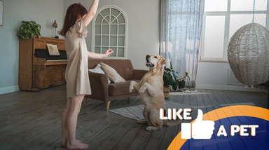 Cão imita humana e diverte na internet