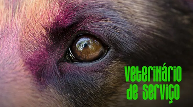 Veterinário de serviço: olhos de animais também precisam de atenção