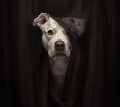 Estes animais são umas estrelas! Conheça os vencedores dos Pet Photography Awards 2025