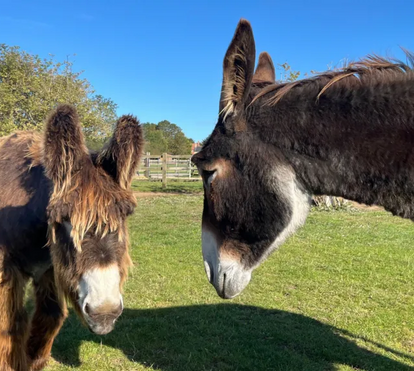 Derrick e o Bambou fazem parte dos recordes do Guiness. Conheça a história destes dois burros