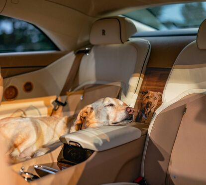Não vai acreditar mas há um cão que inspirou o novo carro da Rolls-Royce. Conheça o Bailey, o patudo que vale mais do que ouro