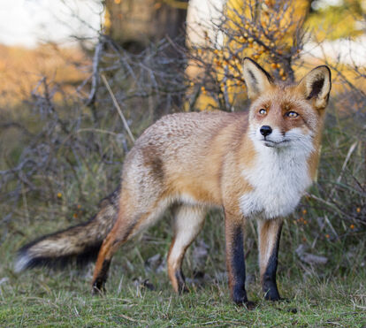 Encontrou um animal selvagem ferido e não sabe o que fazer? Perceba aqui como pode ajudá-lo em segurança