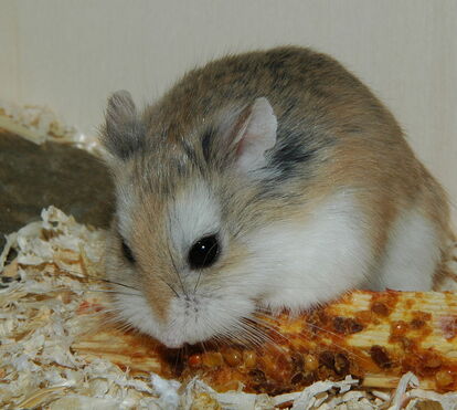 Estas são as 5 espécies de hamsters mais fofas e mais comuns para adoção