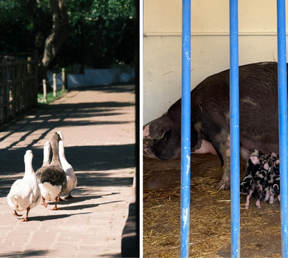 Há porcos bebés para ver na Quinta Pedagógica dos Olivais! Uma visita encantada ao mundo mágico dos animais