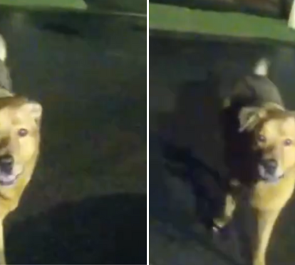 Eeyore, o herói de quatro patas que guiou a polícia até “à avó”