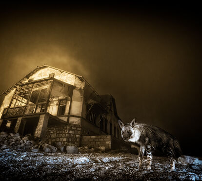 Conheça os vencedores dos prémios 'Wildlife Photographer of the Year' 2025