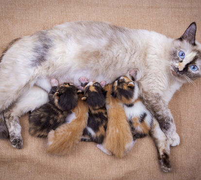 Chegou o grande dia para a sua patuda: saiba o que fazer do primeiro sinal ao último bebé