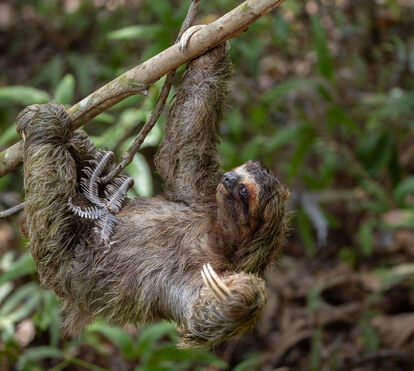 Hoje é o Dia da Preguiça! Deixamos aqui 6 curiosidades sobre estes animais tão peculiares quanto fascinantes