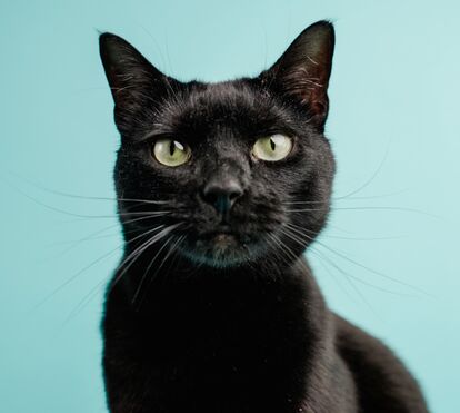 Com os animais não se brinca! Cidade espanhola suspende adoções de gatos pretos no Halloween