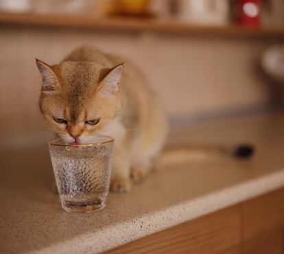 O seu gato não bebe a quantidade de água que devia? Estas dicas vão ajudá-lo a persuadir o seu amiguinho de quatro patas