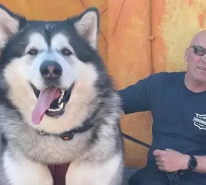 Já viu um cão com 82 quilos? Se não, prepare-se. Este é o Mal, tem 5 anos, é um malamute do Alasca