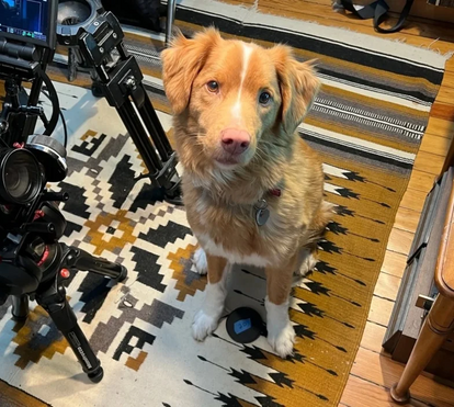 'Good Boy' tem uma grande estrela e é um cão. Indy já 'escreveu' uma carta a reclamar um Óscar para animais atores 