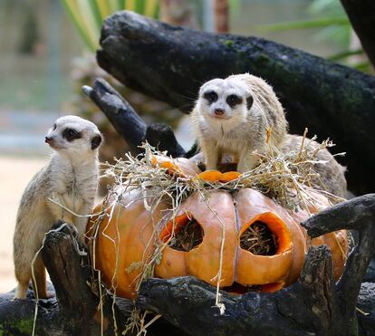 Jardim Zoológico recebe o 'Halloween no Zoo 2025': saiba tudo sobre este evento especial
