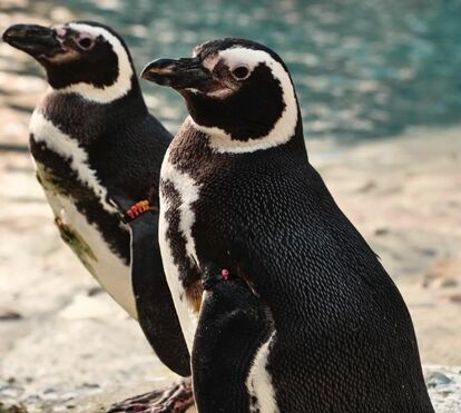 Oceanário de Lisboa baixou os preços para a Halloweek e convida-o a visitar o renovado espaço dos pinguins