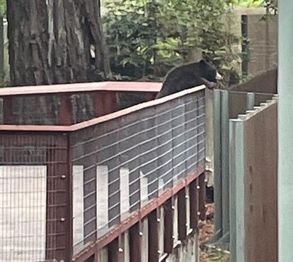 Momento de arrepiar na Califórnia. Urso invade o Sequoia Park Zoo e tem comportamento surpreendente