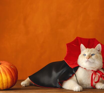 É fã de Halloween e não resiste em mascarar o seu animal de estimação? Há 5 cuidados que deve ter para mantê-lo em segurança
