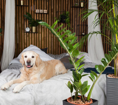 Há um novo hotel canino de luxo (e inteligente!) no Porto! Conheça a Dogga Residence