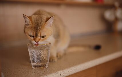 O seu gato não quer beber água? Temos algumas dicas que podem ajudar