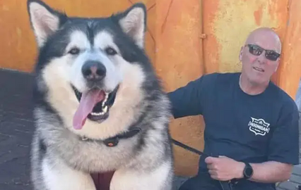 Este é o Mal. Tem 5 anos, é um malamute do Alasca... e já pesa 82 quilos!