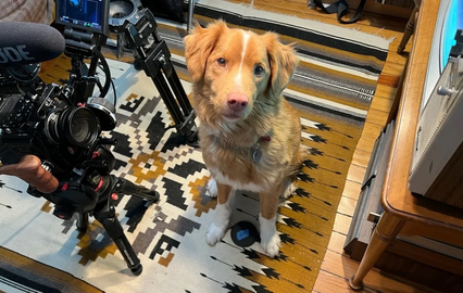 Indy, protagonista do filme de terror "Good Boy", pede Óscar para atores animais