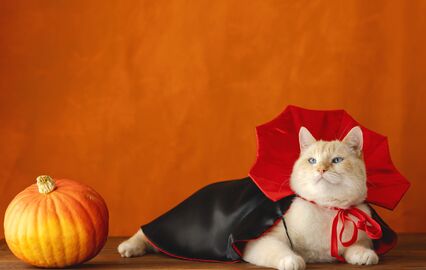 Gato veste disfarce de Halloween com abóbora