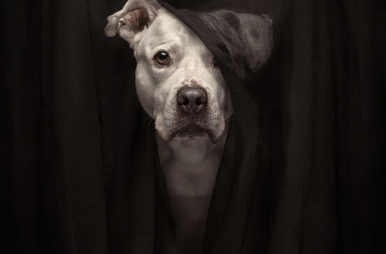 Cão em retrato dramático vence concurso de fotografia de animais de estimação 2025