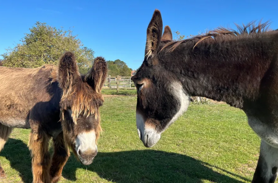 Estes burros ganharam o Record do Guiness! Descubra porquê