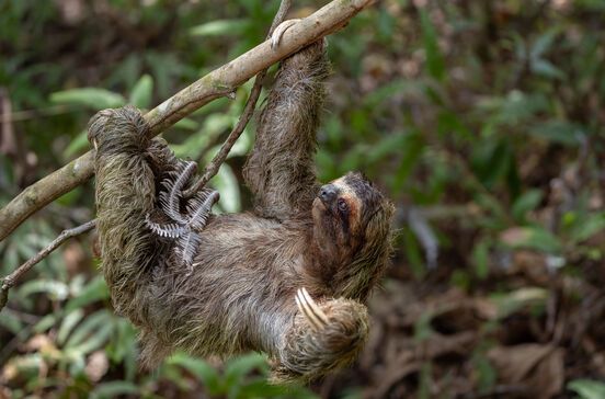 Hoje é o Dia da Preguiça! Conheça 6 curiosidades sobre estes animais tão peculiares